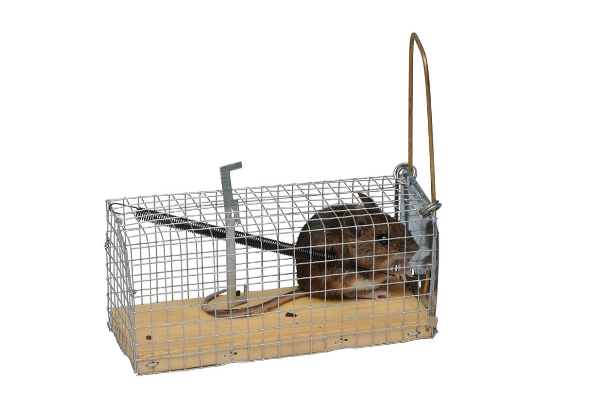 Cage Trap for Mice